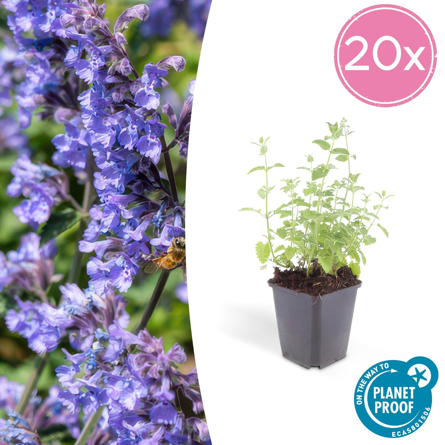 Katzenminze Nepeta 'Six Hills Giant' – ↕10-25cm – Ø9cm – 20 Pflanzen – Bienenfreundliche Staude – Lila-blühend & Pflegeleicht
