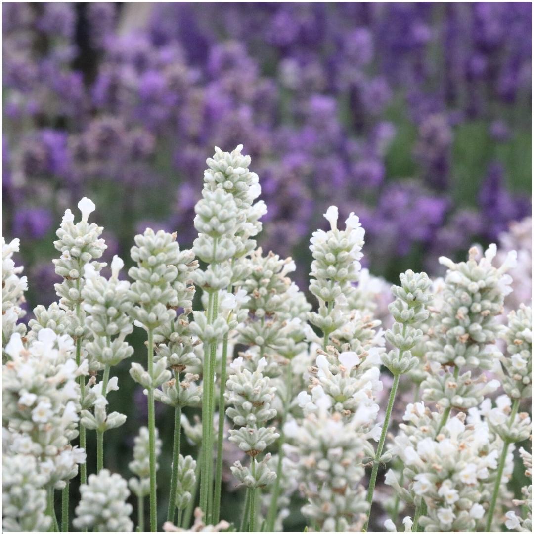 Echter Lavendel angustifolia White – 48 Pflanzen – Ø7cm - ca. 15cm hoch – Mehrjähriger weiß blühender Lavendel – Duftend, robust & pflegeleicht