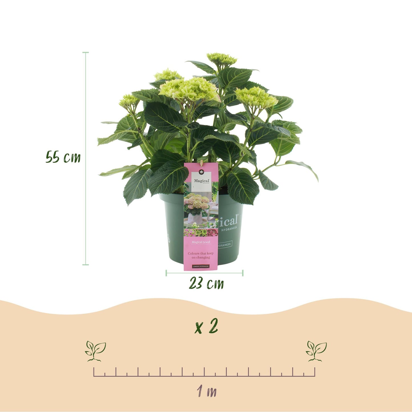 Hortensie Magical Jewel Pink – Rosa – 2 Pflanzen – Hydrangea macrophylla – Je im 23 cm Topf – Ca. 55 cm hoch – 6–10 Blüten – Für Beet, Terrasse & Balkon – Blühfreudig & pflegeleicht