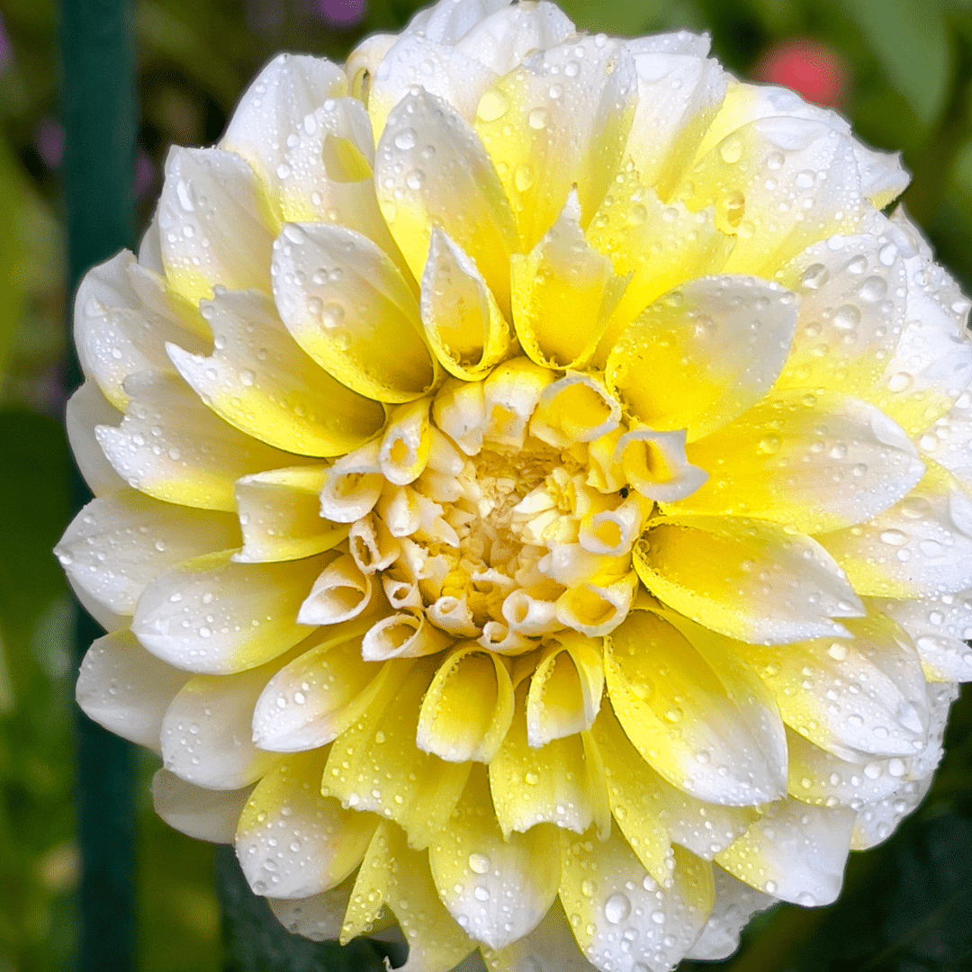 Blumenzwiebel - Dahlie - Seattle - Knollen für 4 m² - 24 Stück