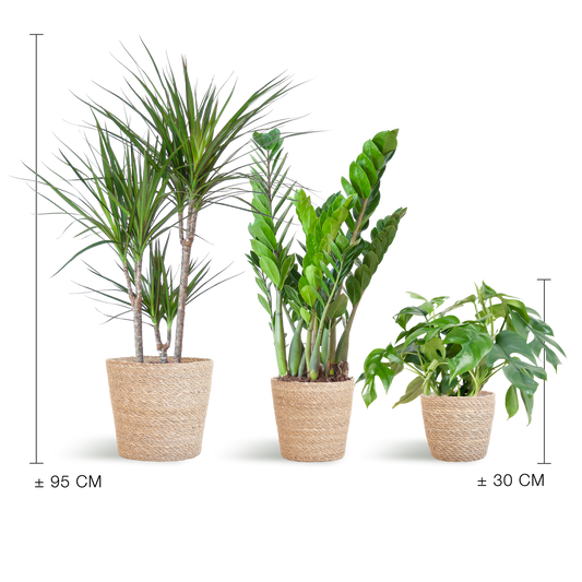 Schattenpflanzkasten – Zimmerpflanzen-Mix – Mit Sofia-Korb – Monstera Minima, Zamioculcas Zamiifolia & Dracaena Marginata – Halbschatten – Pflegeleicht & dekorativ