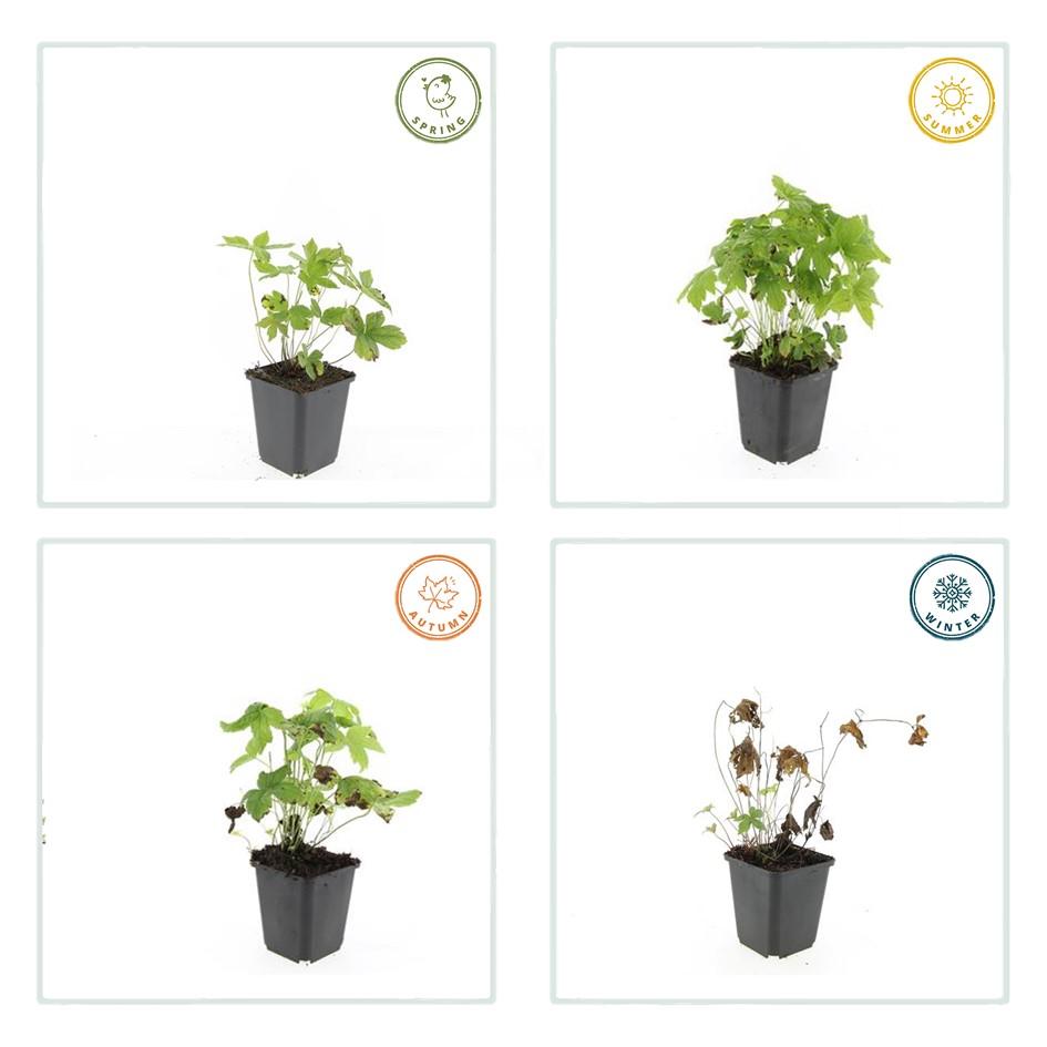 Geranium nodosum – 24 Pflanzen – ↕10-25cm – Ø9cm – Winterharte Staude – Tiefpurpurne Blüten – Bodendecker – Schattengarten – Pflegeleicht