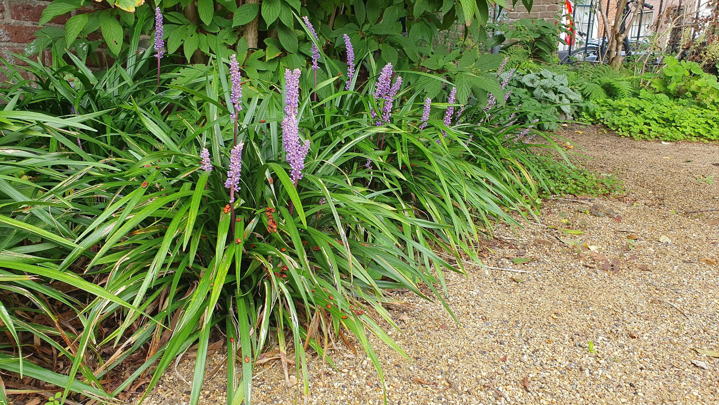 Lilientraube Liriope muscari 'Ingwersen' – ↕10-25cm – Ø9cm – 60 Pflanzen – Immergrüner Bodendecker – Violette Blütenrispen – Winterhart & pflegeleicht