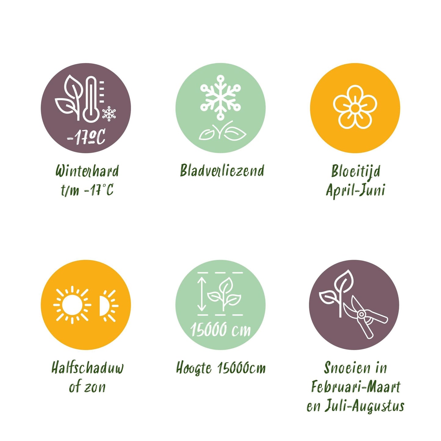 Blauregen Wisteria floribunda Tricolour – Blau, Rosa & Weiß – 3 Pflanzen – 11 cm x H40 cm – Duftend & Kletterpflanze – Für Pergolen, Zäune & Wände