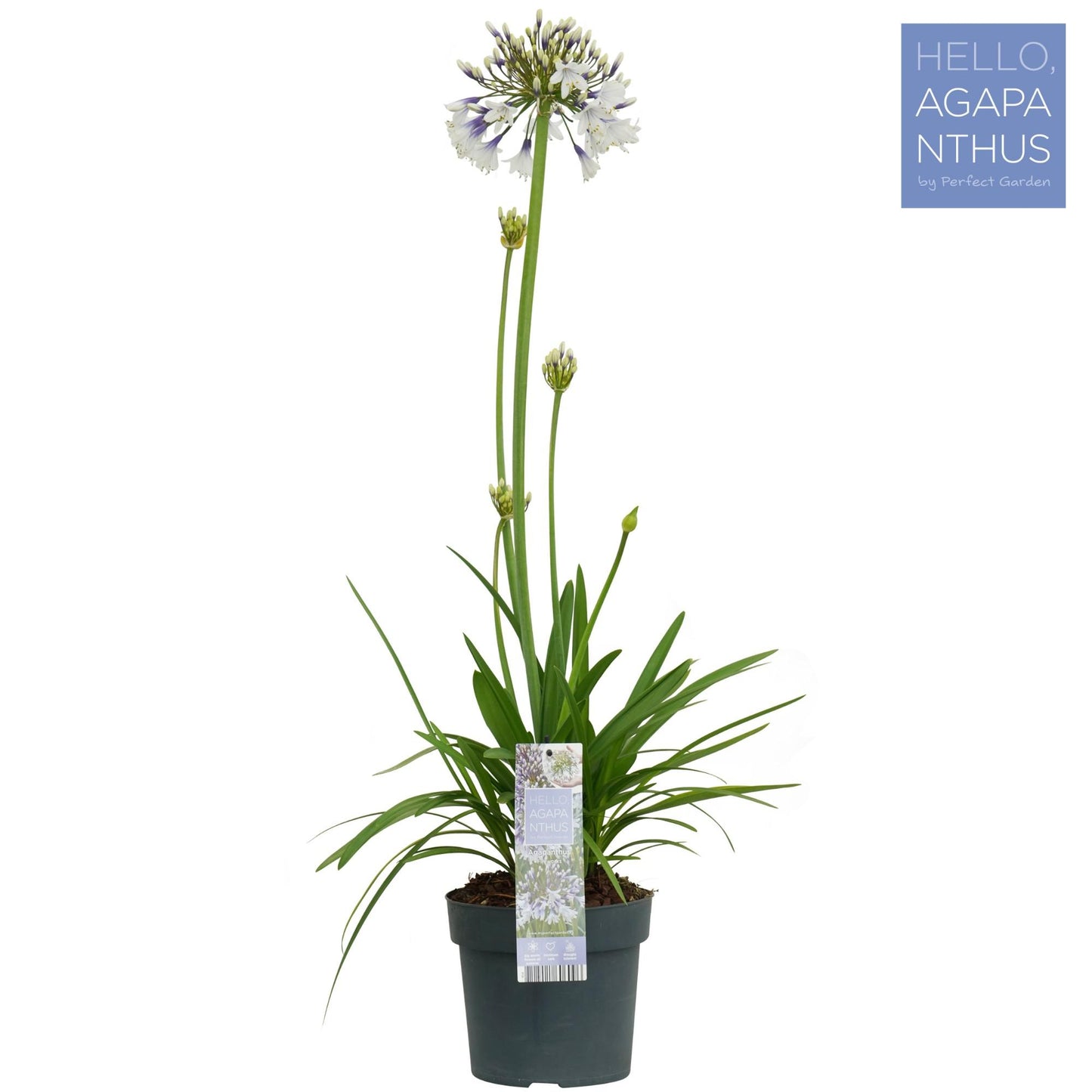 Afrika-Schmucklilie - Agapanthus Fireworks - Ø19cm - ↕75cm