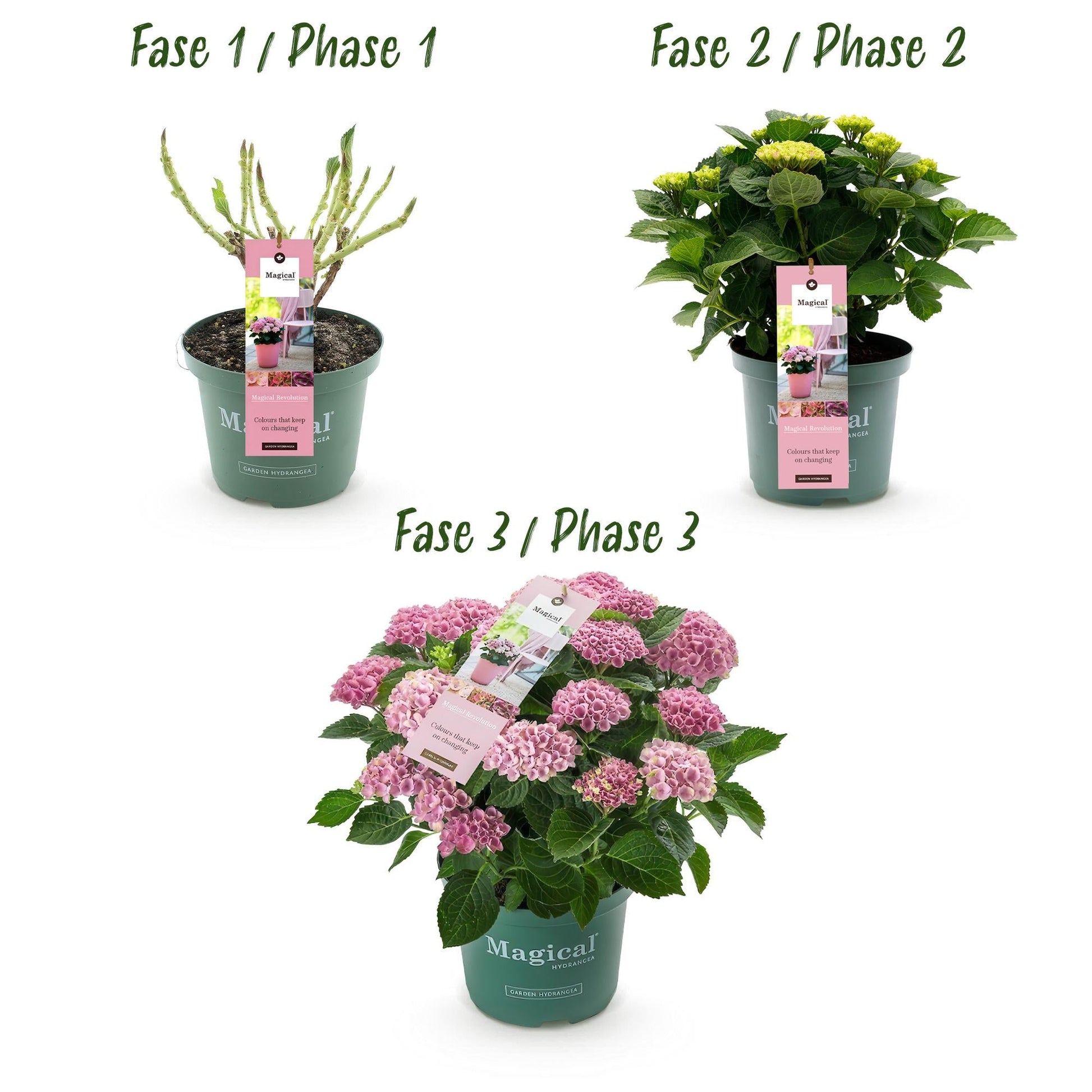 Hortensie Magical Revolution Pink – Rosa – Hydrangea macrophylla – 23 cm – Ca. 55 cm hoch – 6–10 Blüten – Für Balkon, Terrasse & Beet – Pflegeleicht & Blühfreudig