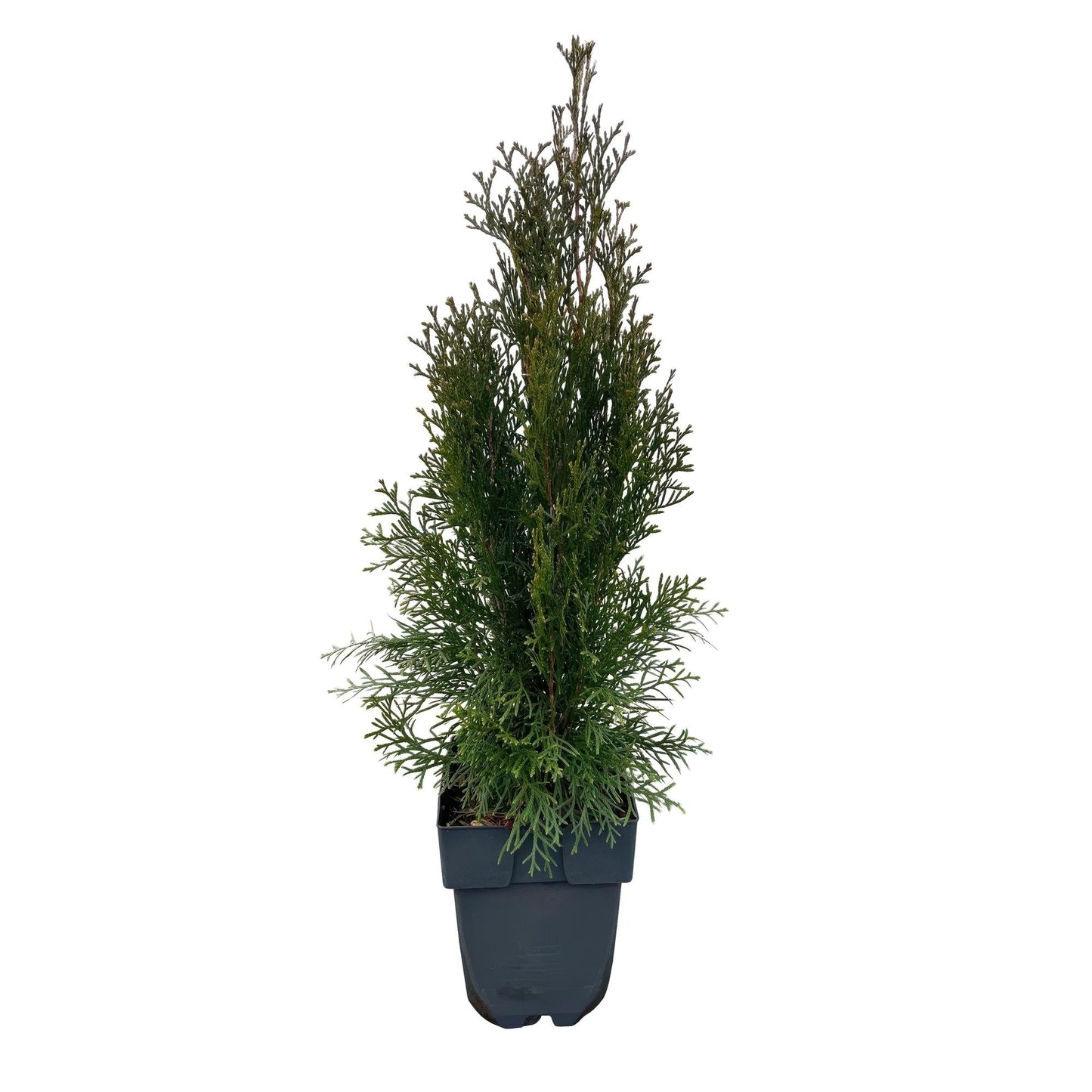 Lebensbaum Thuja occidentalis Smaragd – Immergrüne Heckenpflanze – 6 Pflanzen – 17 cm x H60 cm – Dichte, grüne Hecke
