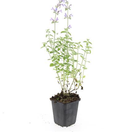 Nepeta 'Walker's Low' – 24 Pflanzen – ↕10-25cm – Ø9cm – Lavendelblaues Duftgras – Bienenfreundlich & Pflegeleicht