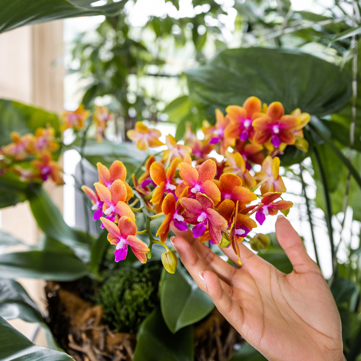 4 duftende orangefarbene Phalaenopsis-Orchideen - Topfgröße Ø12cm - Zimmerpflanze