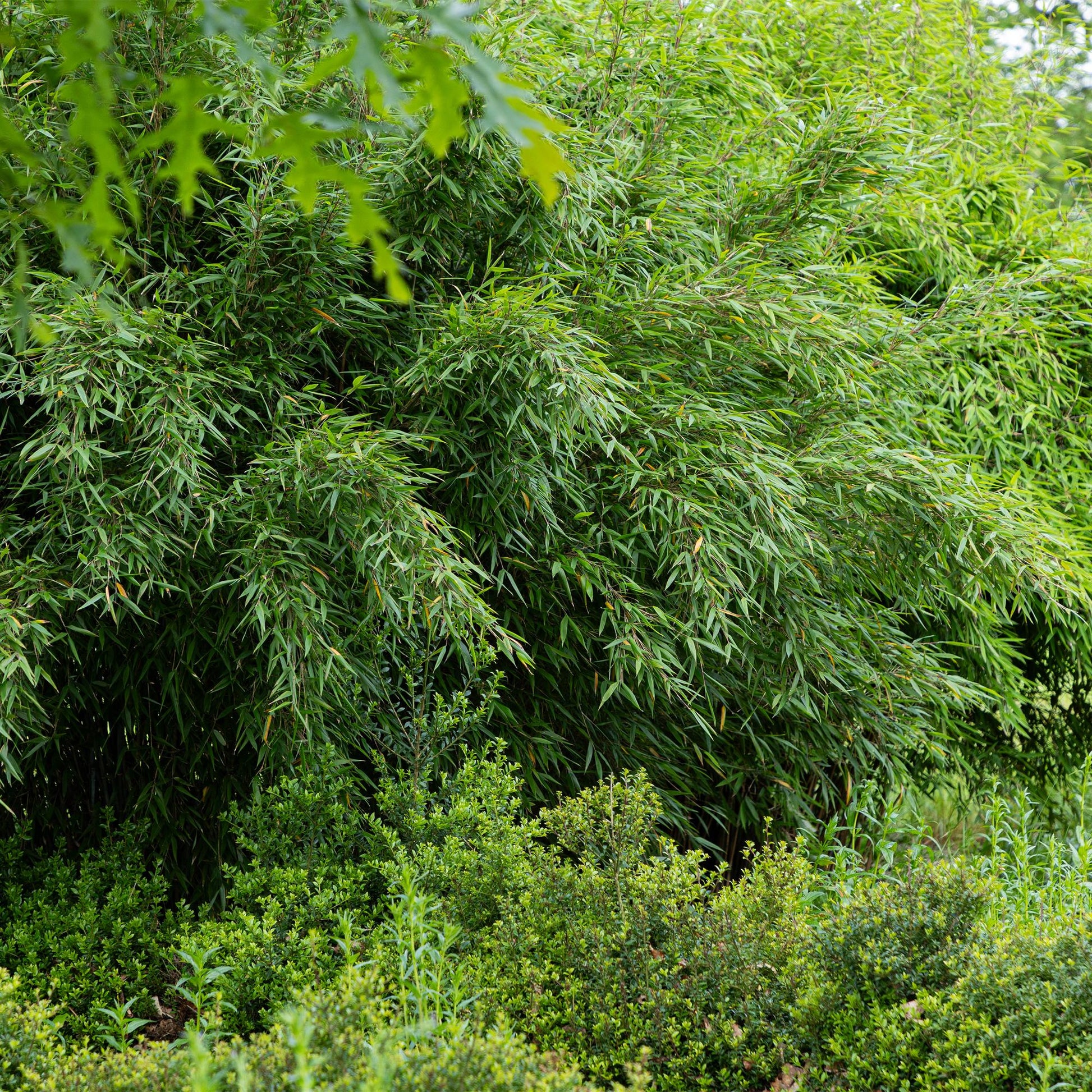 GreenboutiQ - Bambus - Fargesia Red Dragon - Grün - 4 Pflanzen - Immergrün - Nicht Ausbreitend - Topf 14cm Höhe 35cm