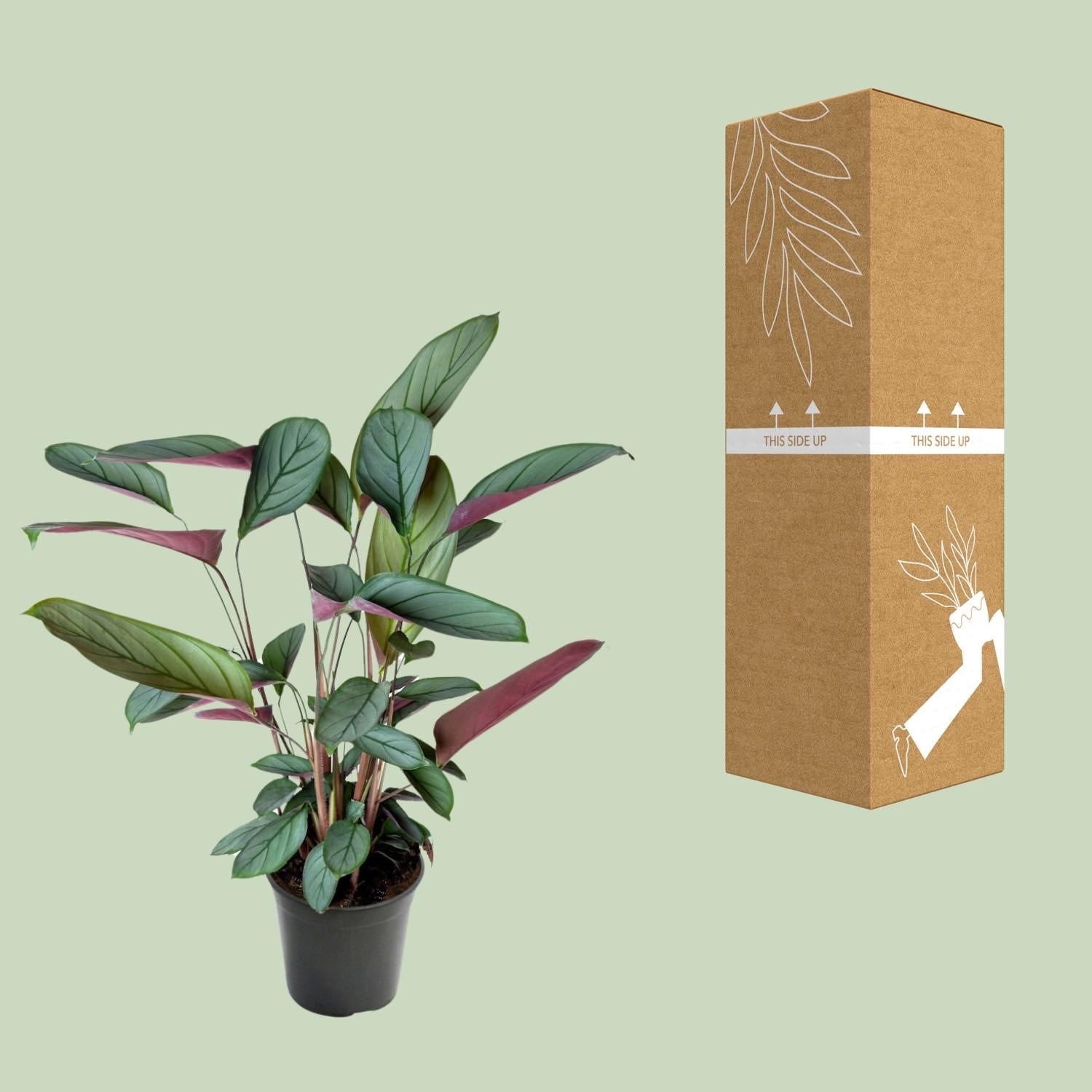 Ctenanthe Setosa – Ø17cm – ↕60cm – Tropische Zimmerpflanze mit auffälligem Blattmuster – Elegante Blattschmuckpflanze für Wohnzimmer, Büro & Wintergarten