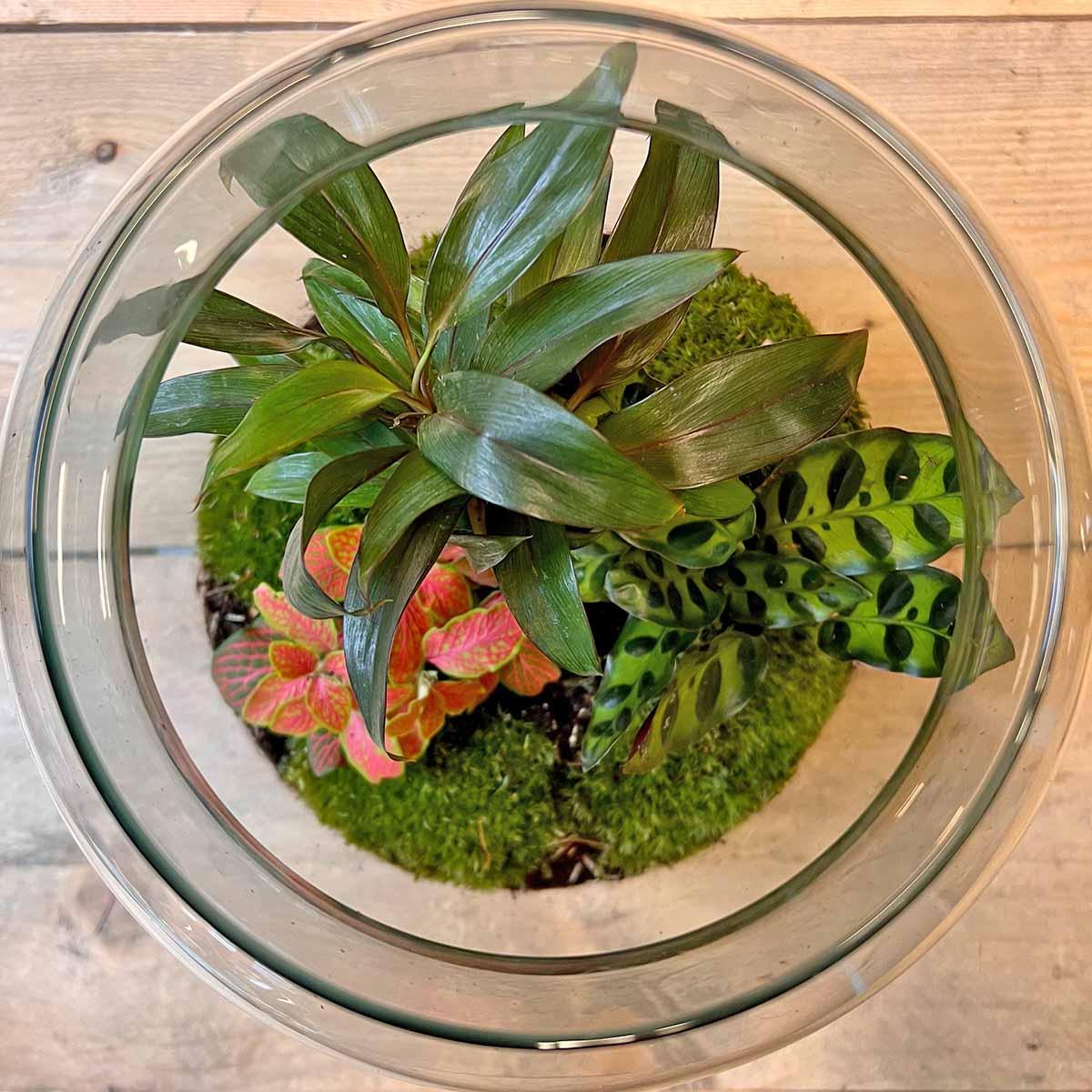 Flaschengarten DIY Bausatz – Terrarium Milky Palme – Ø21cm x 30cm – Selbstbewässerndes Mini-Ökosystem – Inklusive Anleitung – Perfekt für Zuhause & Büro