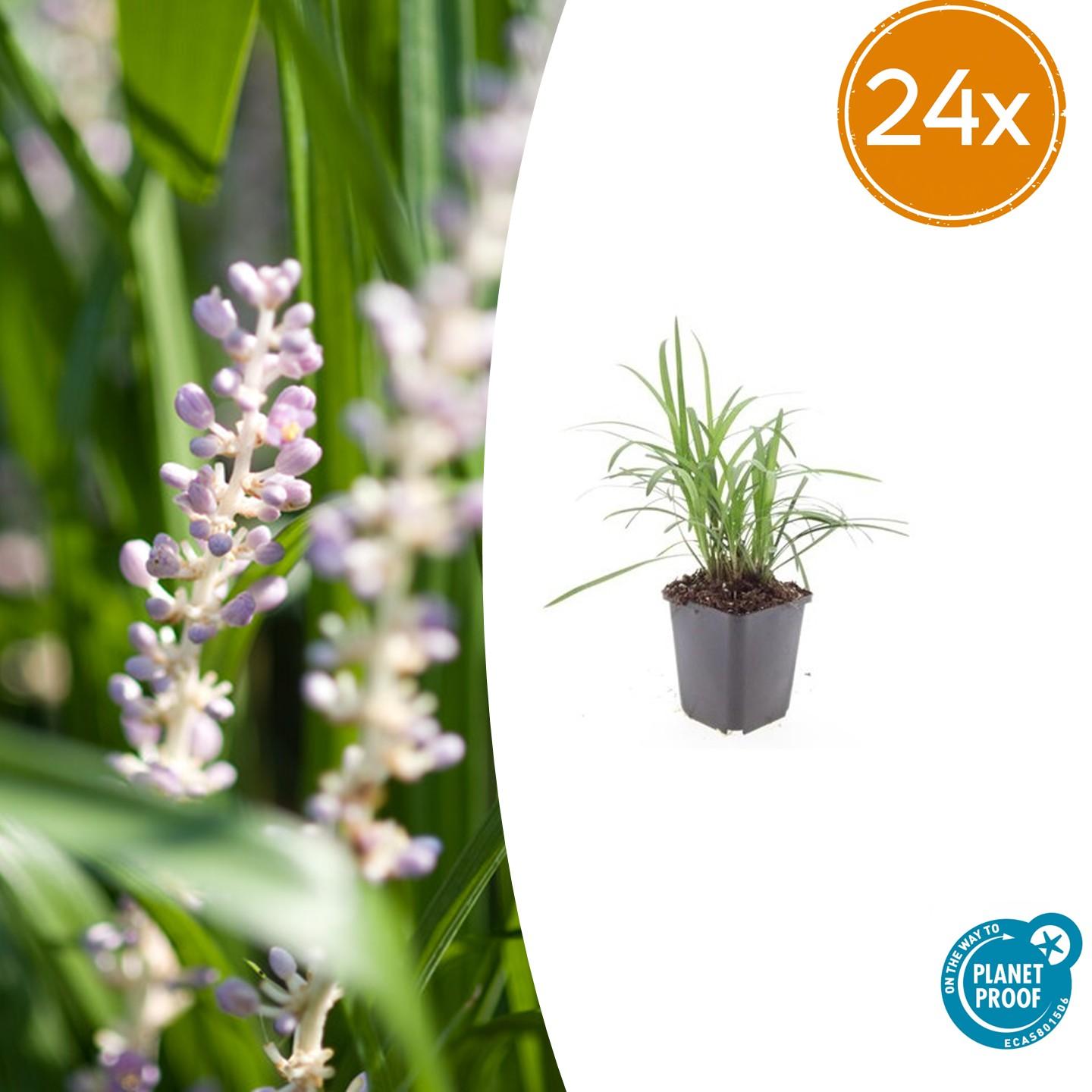 Glöckchentraube Liriope muscari 'Moneymaker' – 24 Pflanzen – ↕10-25 cm – Ø9 cm – Immergrüne Bodendeckerpflanze mit violetten Blüten – Pflegeleichte Gartenstaude