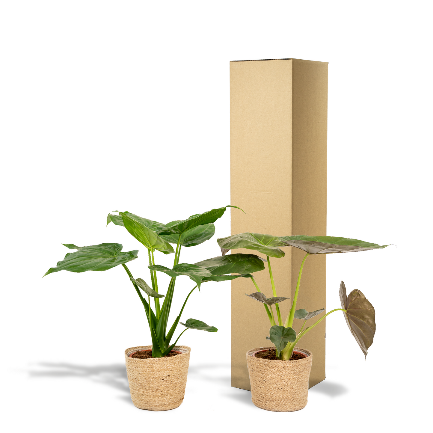 Zimmerpflanzen-Set Alocasia Cucullata + Alocasia Wentii – Ø19 cm – ↕60 cm – 2er-Set – Luftreinigend – Tropisches Design – Mit Korb Selin