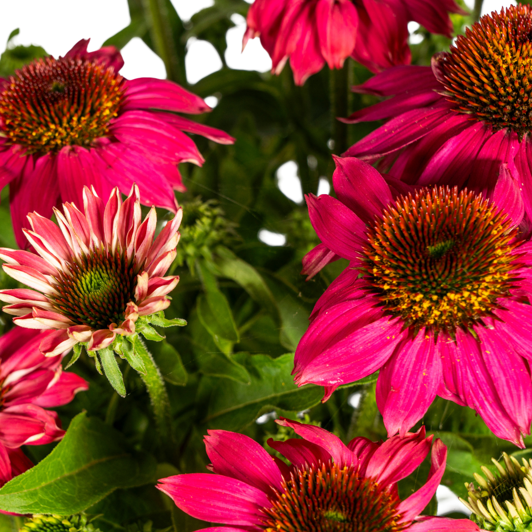 Echinacea purpurea Purple – Sonnenhut mit violetten Blüten – Ø 19 cm Topf – Höhe 60-70 cm – Staudenpflanze – Für Beet & Staudenrabatten – Sonniger Standort – Pflegeleicht