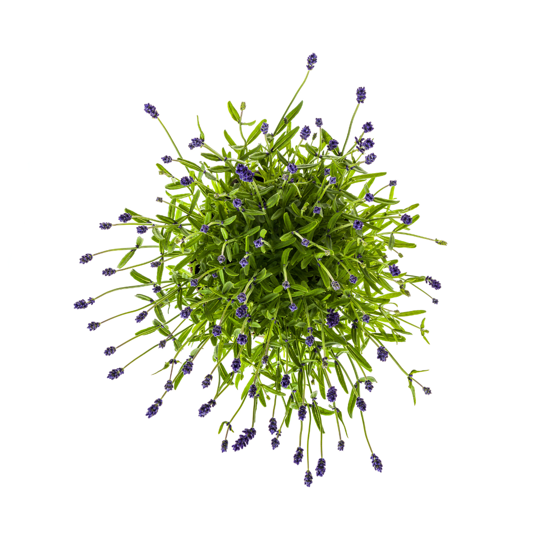 Echter Lavendel Lavandula angustifolia – 2 Pflanzen – Ø19cm – Höhe 40–50cm – Duftende Balkon- und Gartenpflanze – Bienenfreundlich & pflegeleicht