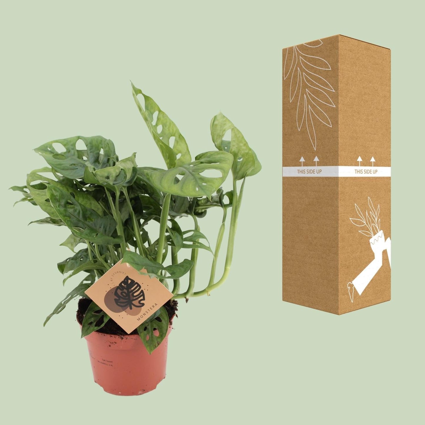 Fensterblatt – Monstera Monkey Leaf – Zimmerpflanze – Ø12cm – ↕30cm – Pflegeleicht & luftreinigend – Tropische Blattschönheit mit typischen Blattlöchern