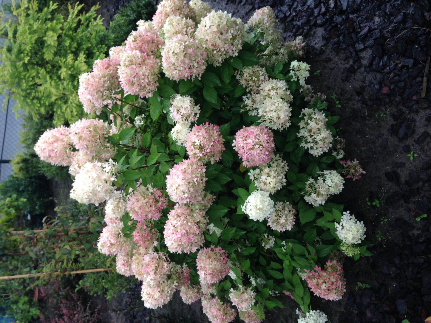 Rispenhortensie – Hydrangea panniculata Limelight – Blüte Limonengrün-Cremeweiß – Laubabwerfend – Große Blüten – 17cm – Höhe ca. 50cm
