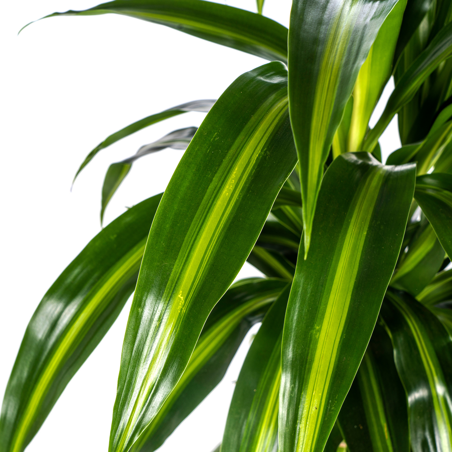 Drachenbaum - Dracaena Deremensis ‘Hawaiian Sunshine’ – Zimmerpflanze – Ø21 cm – Höhe 90–110 cm – Tropisches Flair mit gelb-grünem Laub
