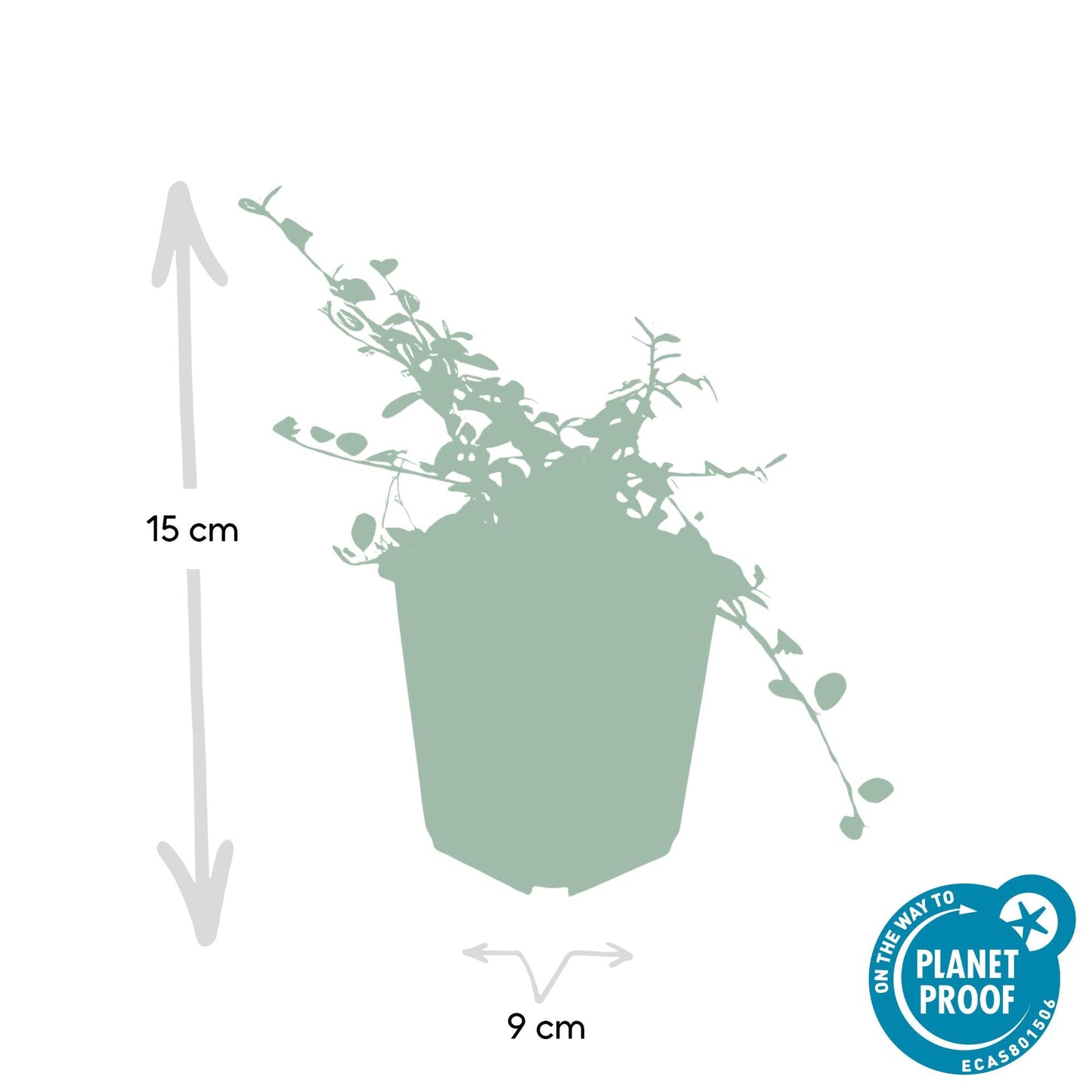 Cotoneaster prostratus 'Streib's Findling' – Flachwachsender Bodendecker – 24 Pflanzen – ↕10–25cm – Ø9cm – Immergrün & winterhart – Weiß blühend & beerentragend – Pflegeleicht