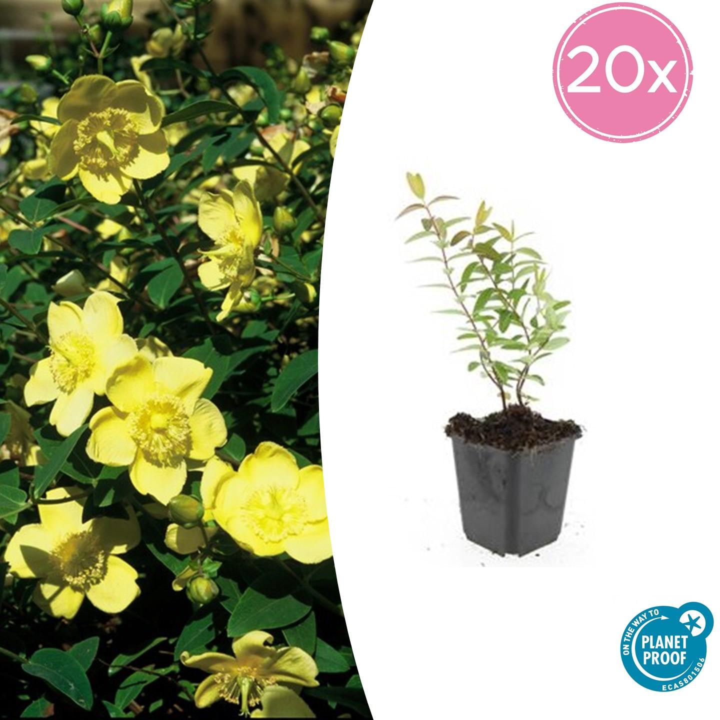 Großblumiges Johanniskraut Hypericum 'Hidcote' – ↕10-25cm – Ø9cm – 20 Pflanzen – Immergrüner Strauch – Gelbe Blüten – Pflegeleicht & bienenfreundlich