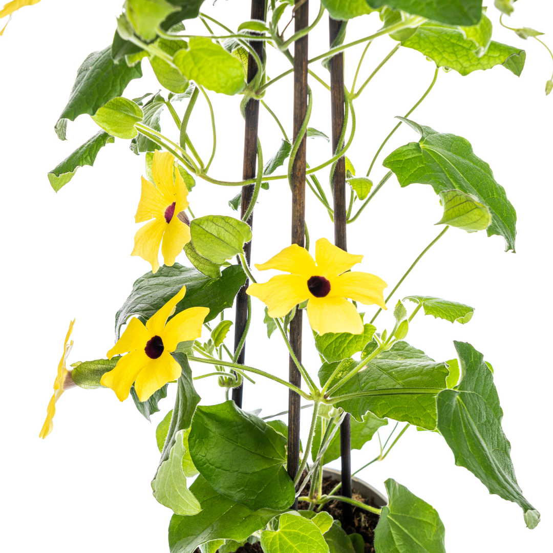 Schwarzäugige Susanne - Thunbergia alata Sunny Susy Yellow - Ø13 cm - ↕60 cm