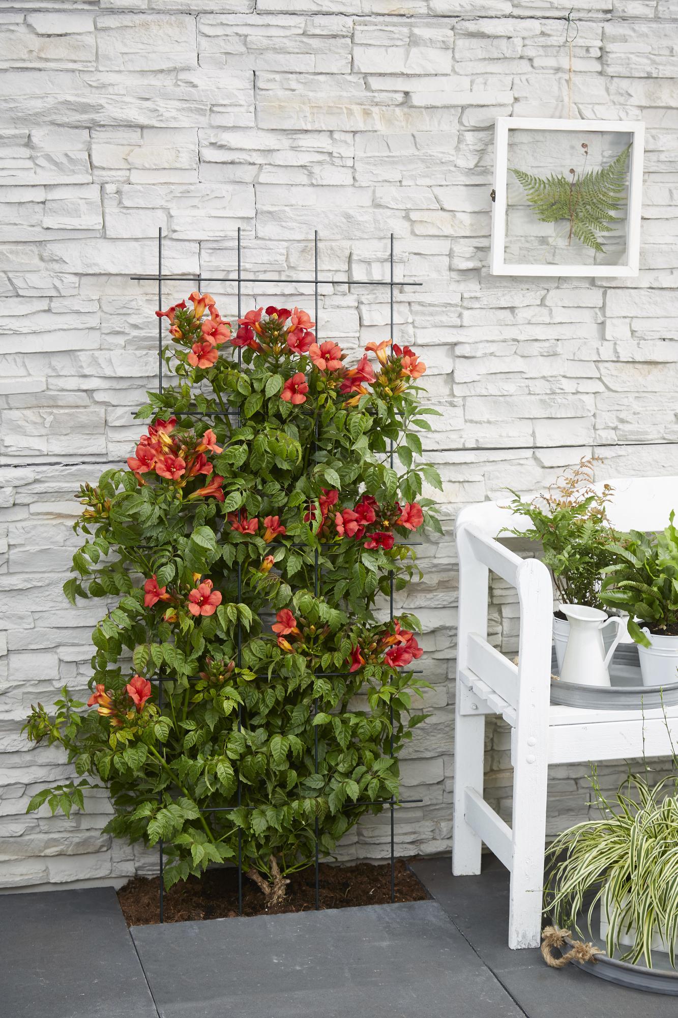 Trompetenblume - Campsis Summer Jazz Fire Trumpet - Ø15cm - Höhe 65cm - Rote Kletterpflanze für Garten, Terrasse & Balkon