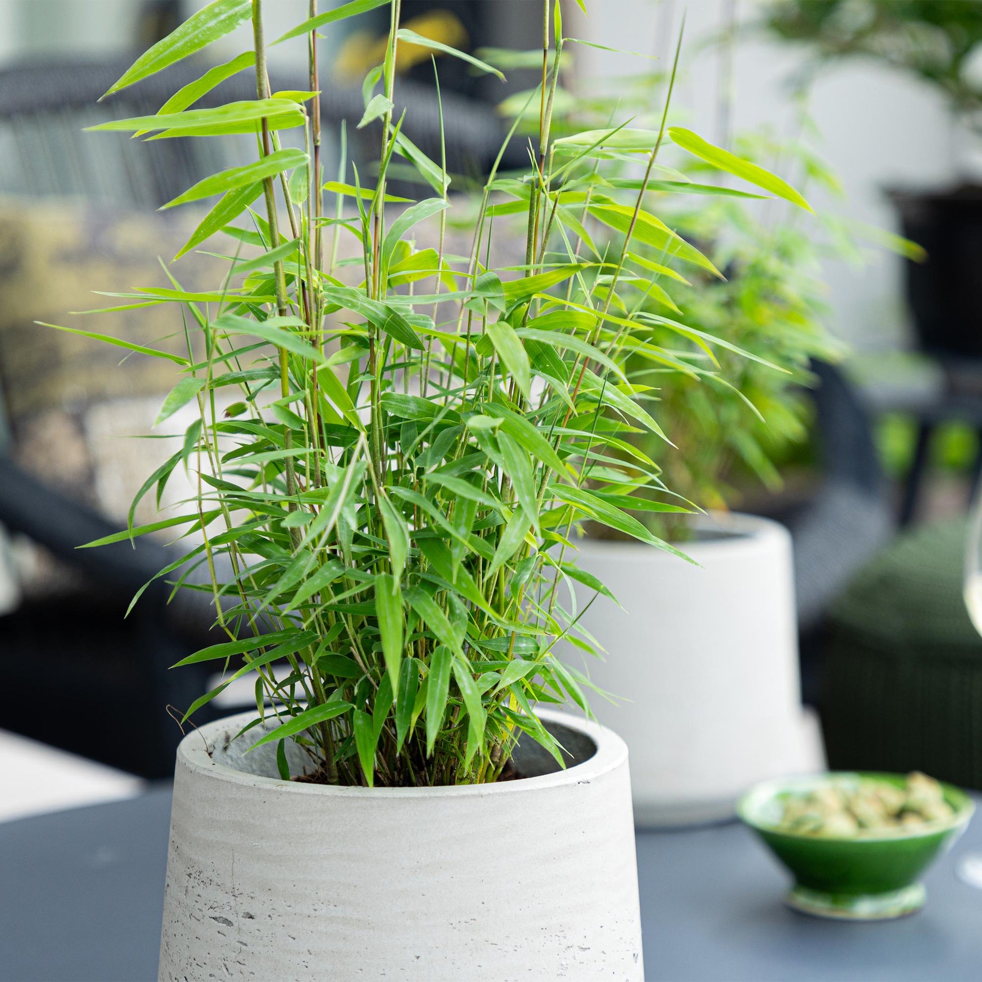 GreenboutiQ - Bambus - Fargesia Blue Dragon - Grün - 4 Pflanzen - Immergrün - Nicht Ausbreitend - Topf 14cm Höhe 35cm