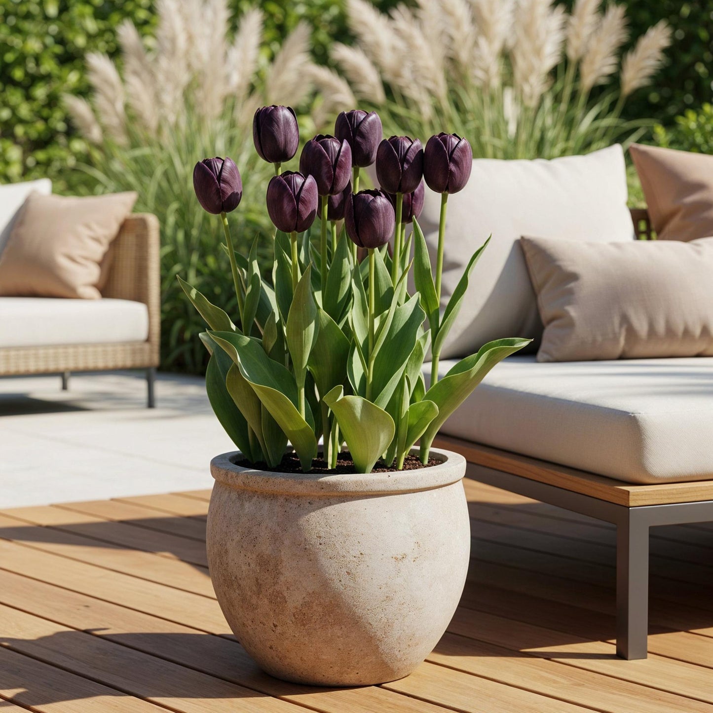 GreenboutiQ - Blumenzwiebeln - Tulpe Triumph Black - Farbe Dunkel Lila - 15 Stück - Zwiebelgröße 11/12 - XXL Pack