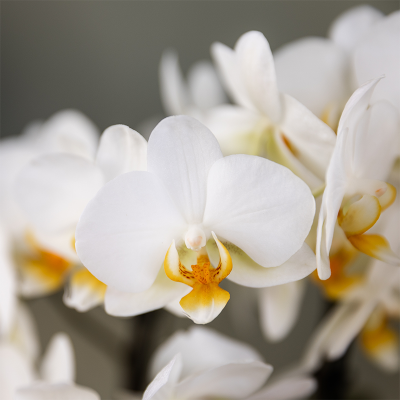 Orchideen Überraschungsbox – 2 Orchideen - 9cm - Frisch vom Züchter - Perfektes Geschenk & Pflanzen-Überraschung