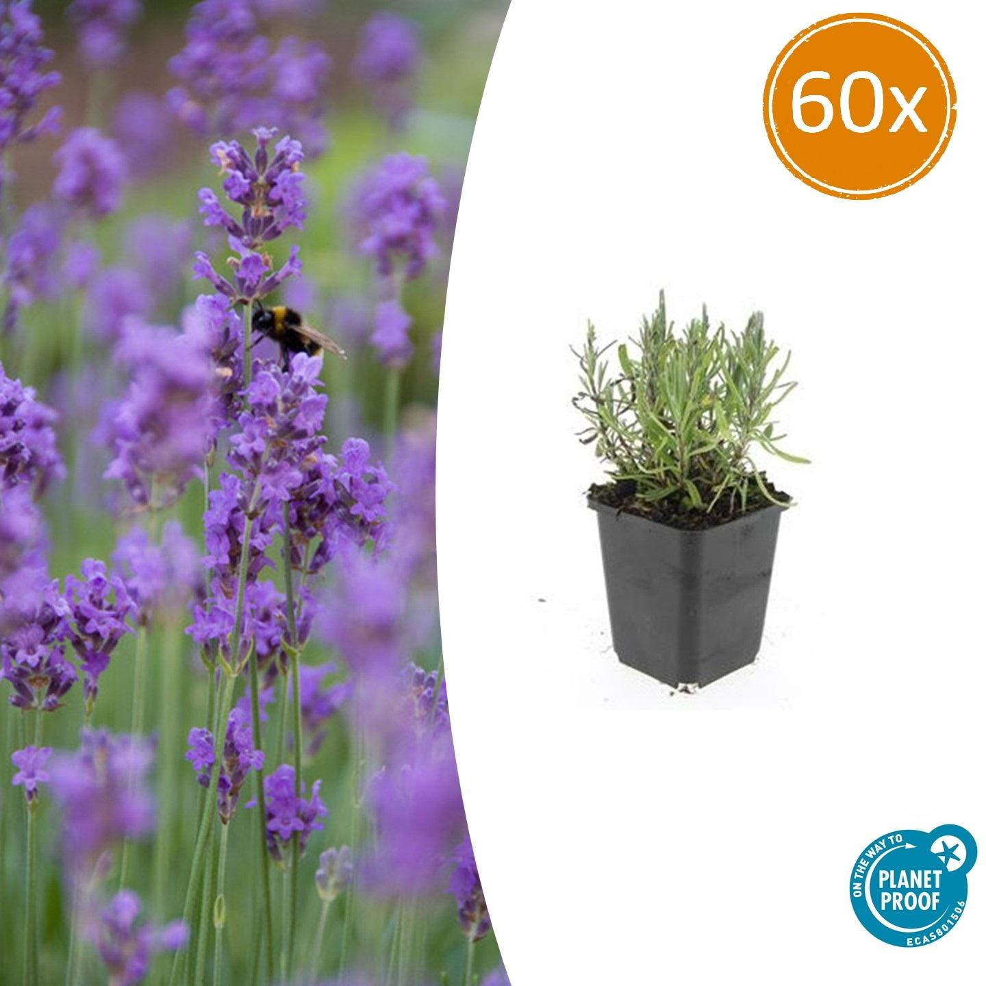 Lavendel Lavandula ang. 'Munstead' – ↕10-25cm – Ø9cm – 60 Pflanzen – Violette Blüten, Bienen- & Schmetterlingsfreundlich, Winterhart
