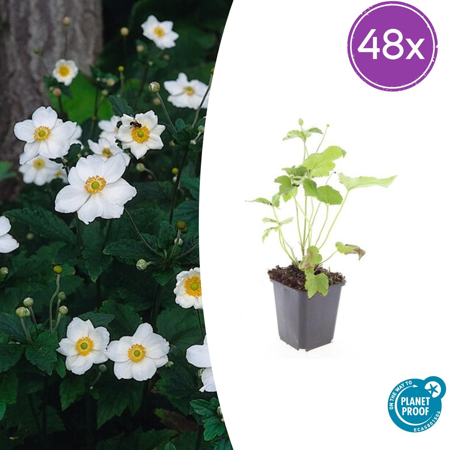 Anemone hyb. 'Honorine Jobert' – 48 Pflanzen – ↕10-25cm – Ø9cm – Herbstanemone Staude – Weiße Blüten Spätsommer/Herbst – Sonnig & Halbschatten – Pflegeleicht