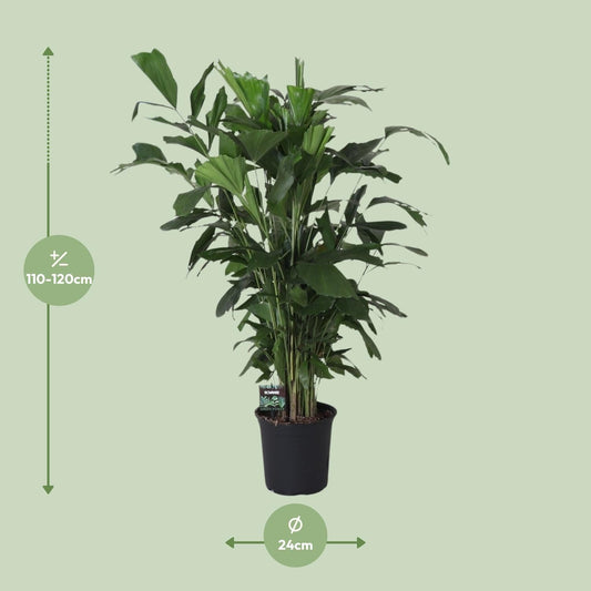 Fishtail-Palme Caryota Mitis – Zimmer- & Terrassenpflanze – Ø24 cm Topf – Ca. 120 cm hoch – Tropische & pflegeleichte Palmenpflanze mit fischförmigem Blattwerk – Für Halbschatten