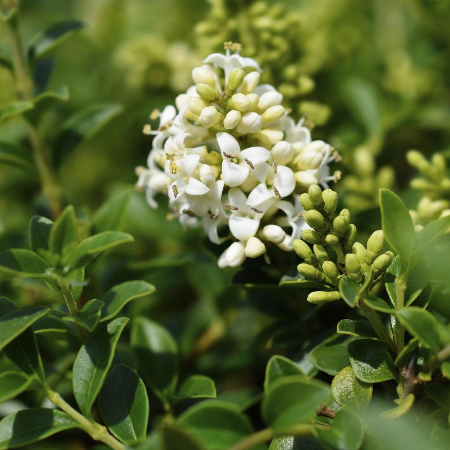 Ligustrum delavayanum Stamm-Pflanze – Immergrün – Pflegeleicht – Ø19 cm – Höhe ca. 90 cm – Sichtschutz & Stil für Terrasse & Balkon