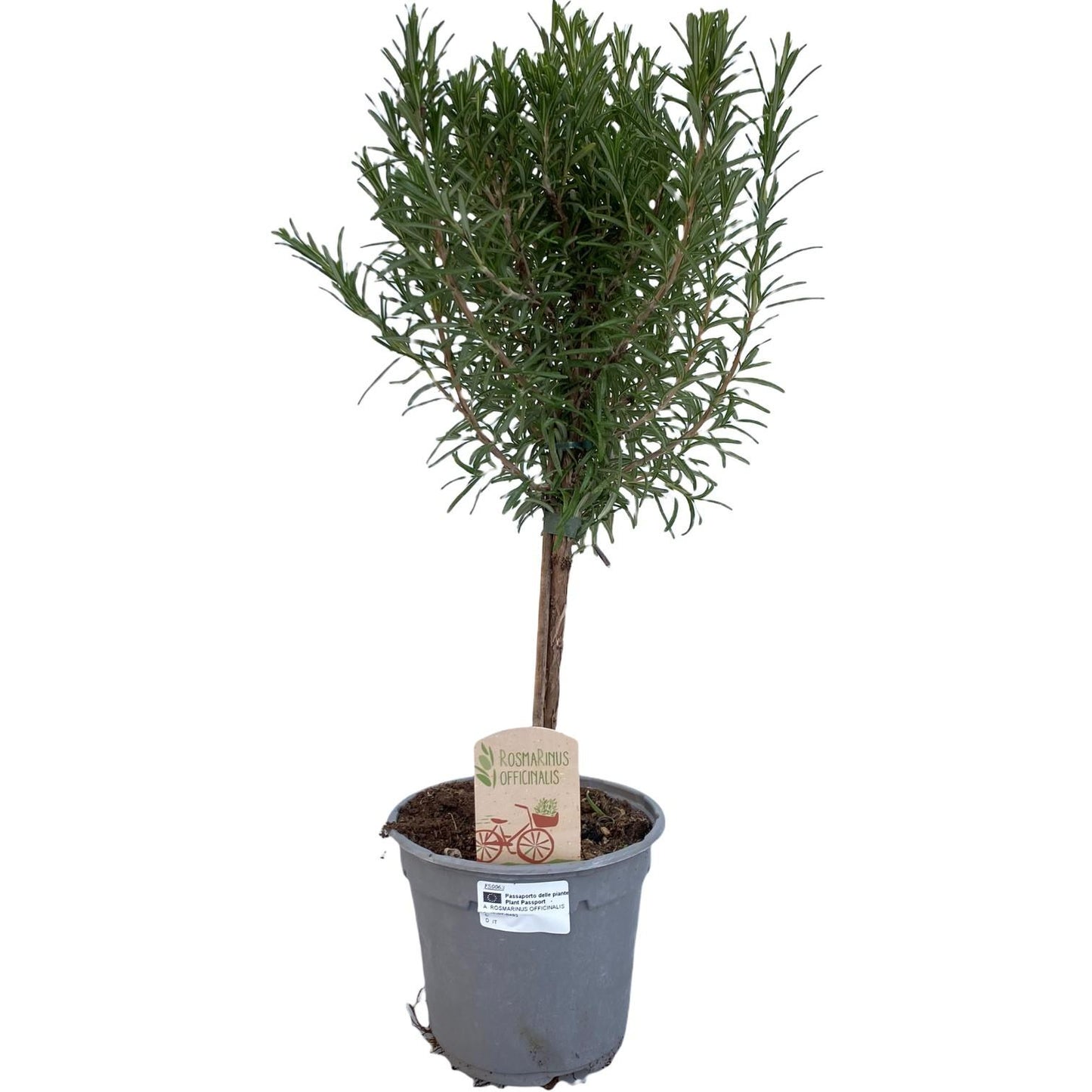Rosmarin - Rosmarinus - Ø14cm - ↕45cm