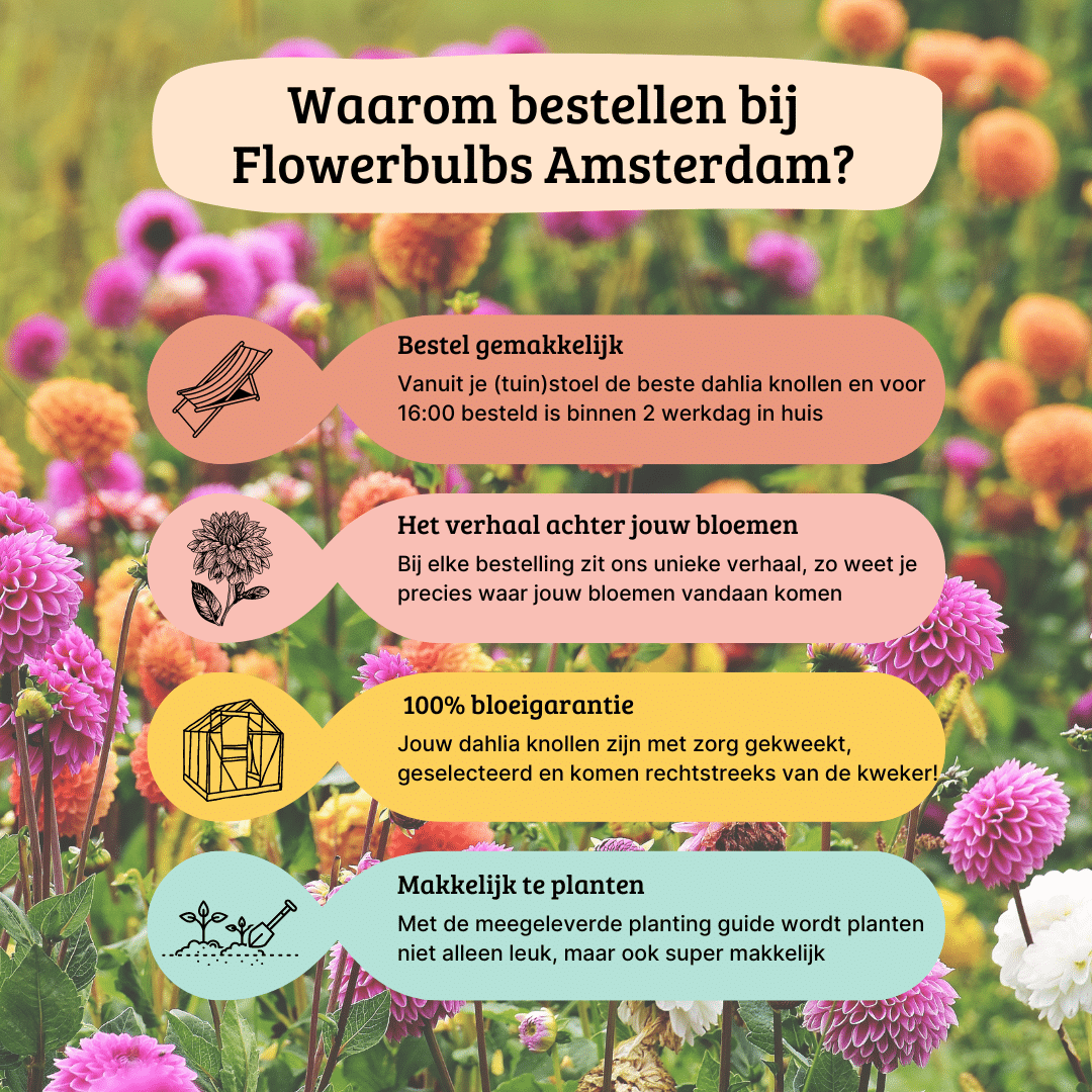 Blumenzwiebel - Dahlie - Natal - Knollen für 2 m² - Wunderschöne Kugelförmige Blumen - 12 Stück
