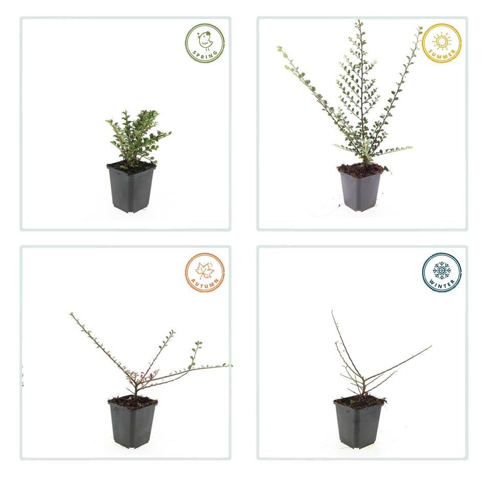 Fächer-Zwergmispel – Cotoneaster horizontalis – ↑10-25cm – Ø9cm – 6 Pflanzen – Winterharter Zierstrauch, Bodendecker, Rote Beeren, Pflegeleicht