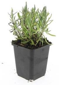 Lavandula angustifolia 'Munstead' – 24 Pflanzen – ↕10-25 cm – Ø9 cm – Tiefviolette Blüten – Mediterranes Flair – Pflegeleichter, winterharter Lavendel