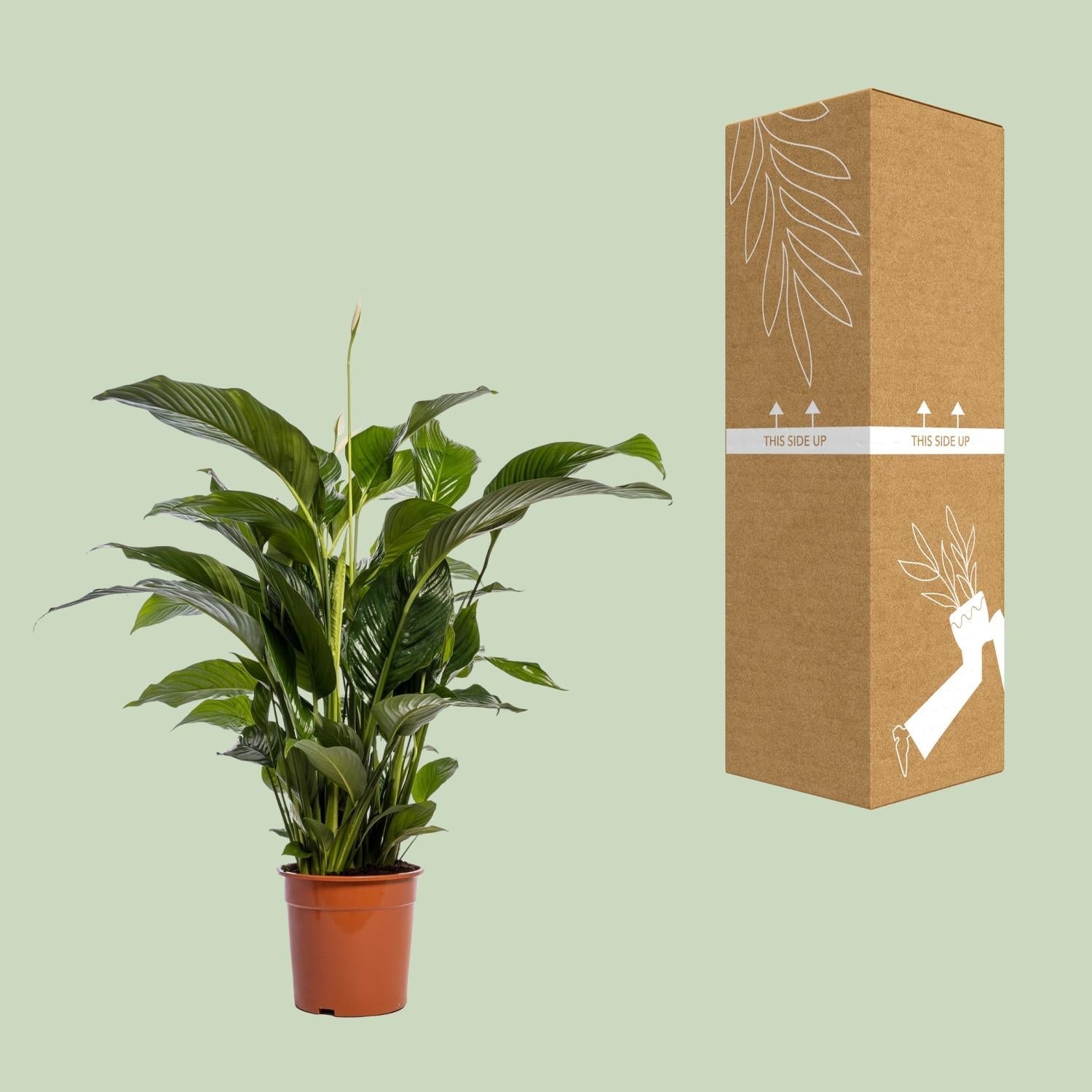 Einblatt – Spathiphyllum Bellini – Zimmerpflanze – Ø24 cm – ↕100 cm – Friedenslilie – Luftreinigend – Halbschatten – Pflegeleicht