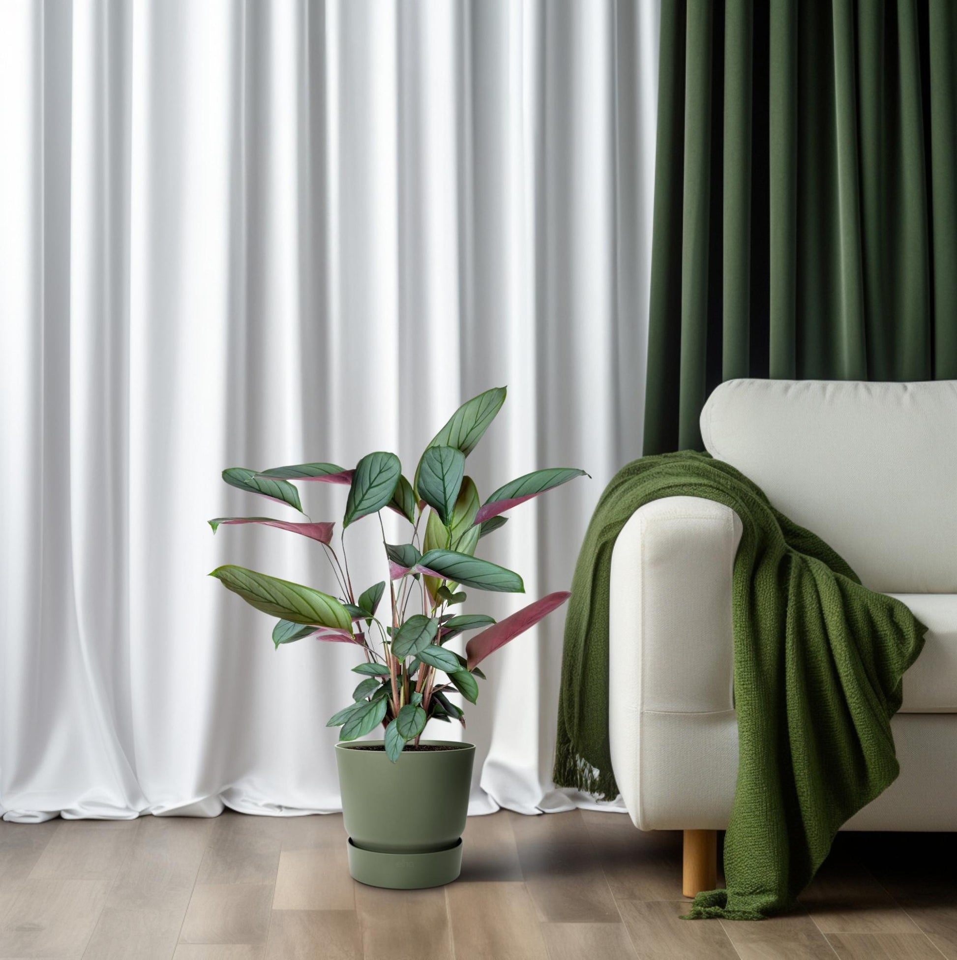 Ctenanthe Setosa – Ø17cm – ↕60cm – Tropische Zimmerpflanze mit auffälligem Blattmuster – Elegante Blattschmuckpflanze für Wohnzimmer, Büro & Wintergarten