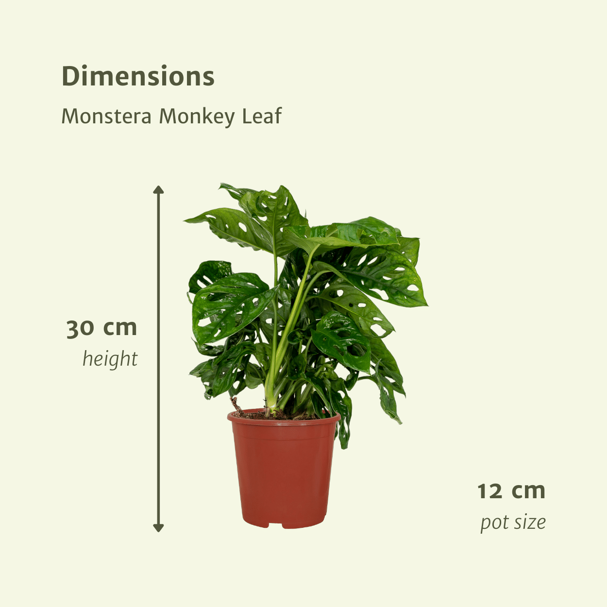 Fensterblatt – Monstera Monkey Leaf – Zimmerpflanze – Ø12 cm – ↕30 cm – Lochblatt – Pflegeleicht – Tropisches Flair