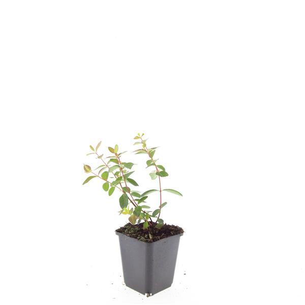 Hypericum dummeri 'Peter Dummer' – 24 Pflanzen – ↕10-25 cm – Ø9 cm – Winterhartes Johanniskraut – Gelbe Blüten – Bodendecker – Pflegeleicht