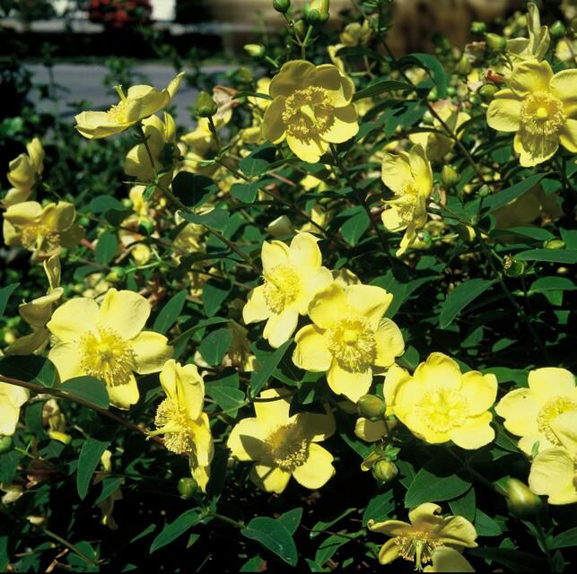 Großblumiges Johanniskraut – Hypericum 'Hidcote' – Ø9cm – ↕10-25 cm – 40 Pflanzen – immergrüner Strauch, gelbe Blüten, bienenfreundlich
