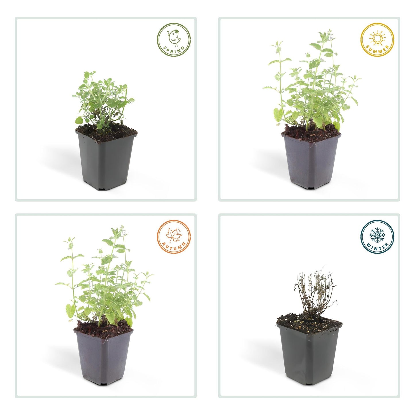 Katzenminze Nepeta 'Six Hills Giant' – ↕10-25cm – Ø9cm – 60 Pflanzen – Lila-Blau – Bienenfreundlich – Pflegeleicht – Sonniger Standort