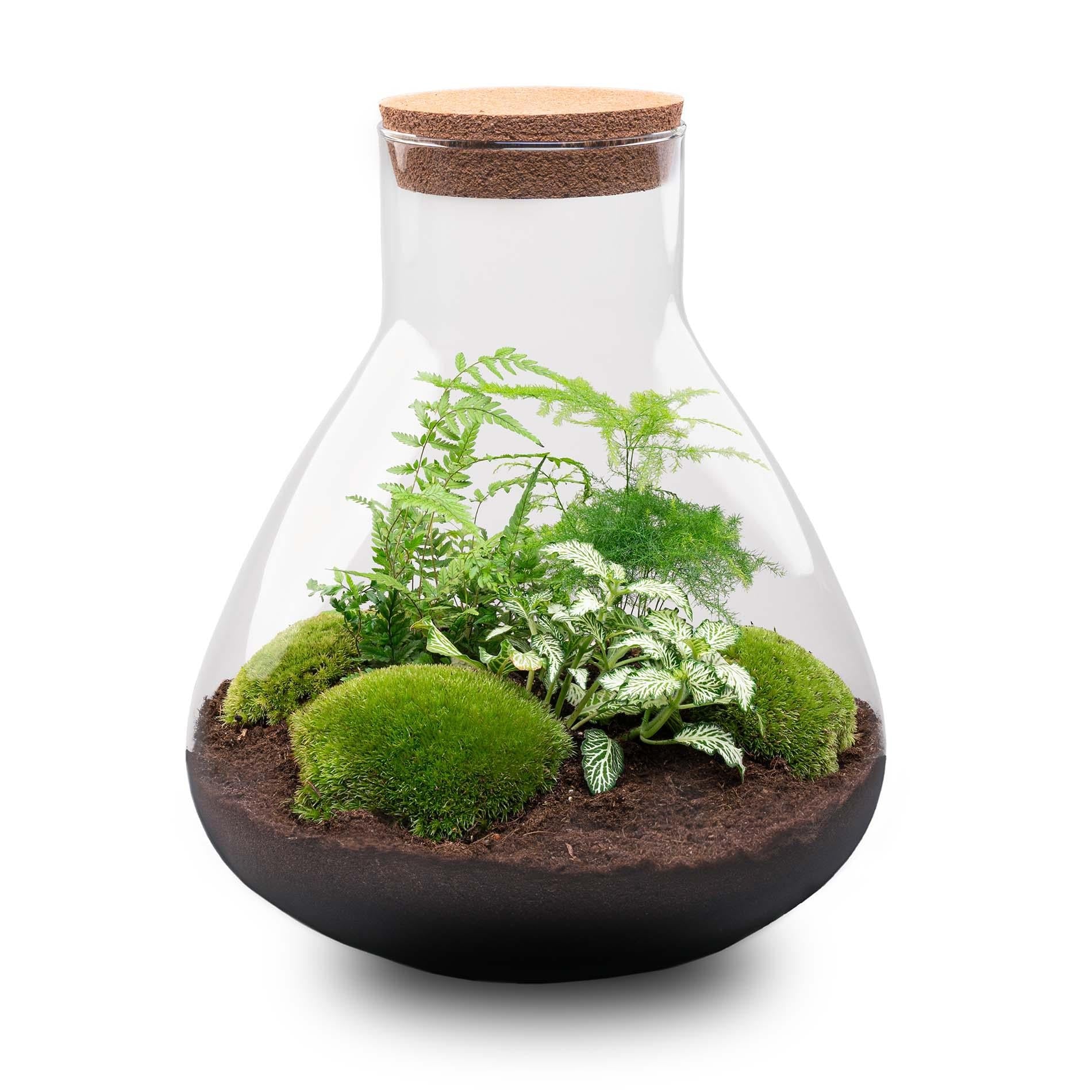 Flaschengarten Sam XL – DIY Bausatz Terrarium – ↕35cm – Do-It-Yourself Pflanzen-Set mit Korkdeckel – Autarkes Mini-Ökosystem – Inkl. Fittonia, Farn, Spargel & Moos – Für Zuhause & Büro