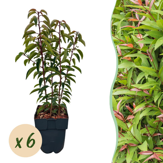 Chickasa-Pflaume – Prunus lusitanica Angustifolia – 6 Pflanzen – Heckenpflanze 1 m – Immergrün – Blatt grün – 17 cm – Höhe 50 cm – Perfekt für dichte Hecken & Sichtschutz