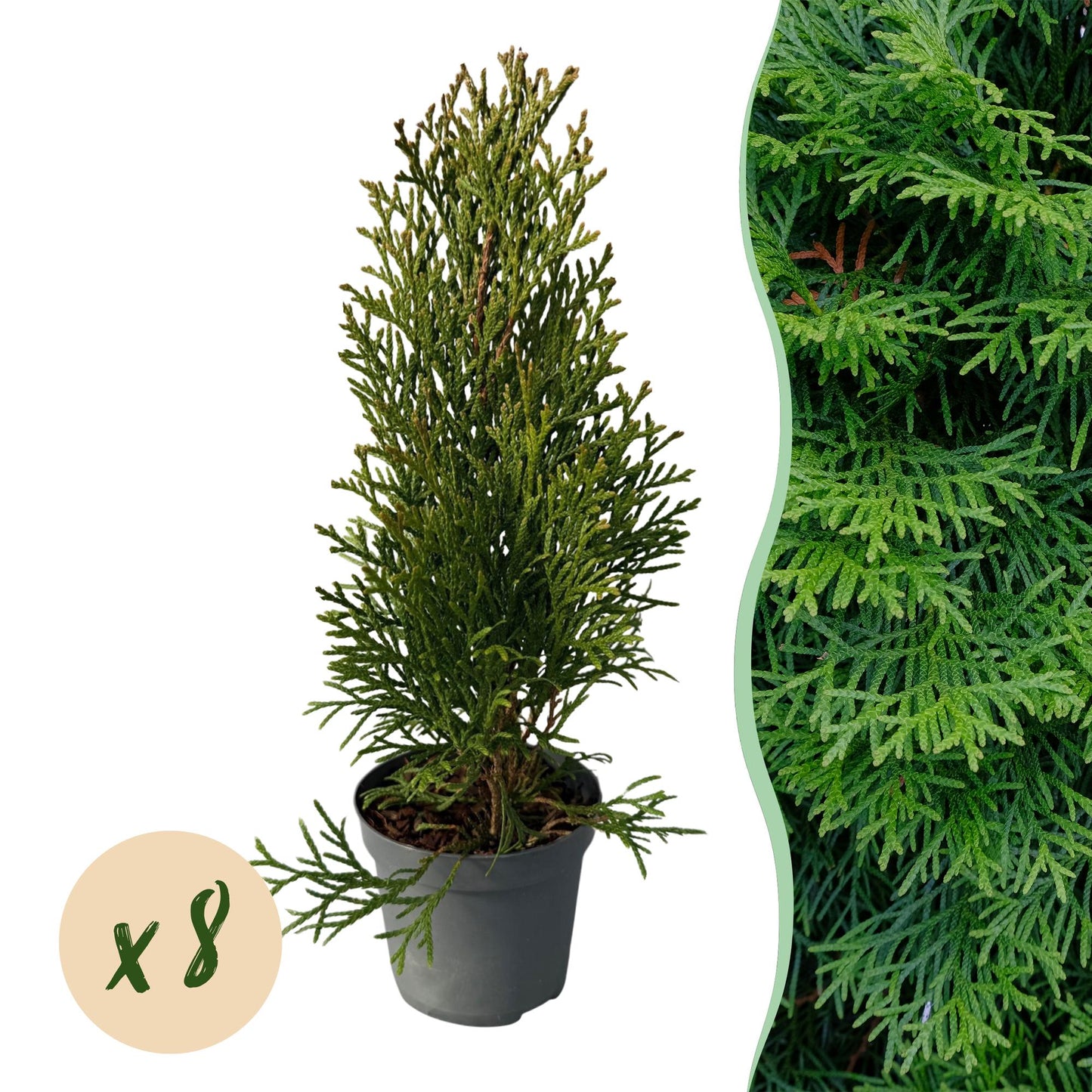 Lebensbaum - Thuja occidentalis Smaragd - Hecke - Blatt grün - 8 Pflanzen - 1 laufender Meter - immergrün - Topf 9cm Höhe 30-35cm