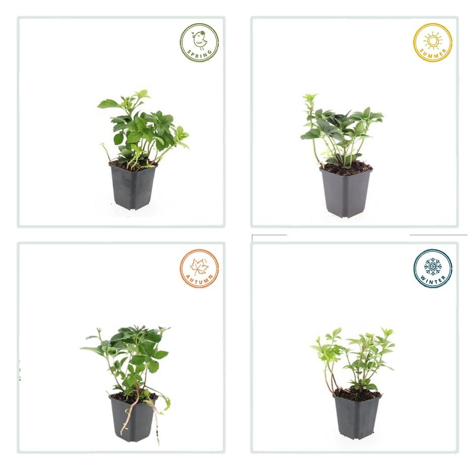 Pachysandra terminalis – 24 Pflanzen – ↕10-25cm – Ø9cm – Immergrün – Bodendecker – Schatten – Pflegeleicht – Japanischer Ysander