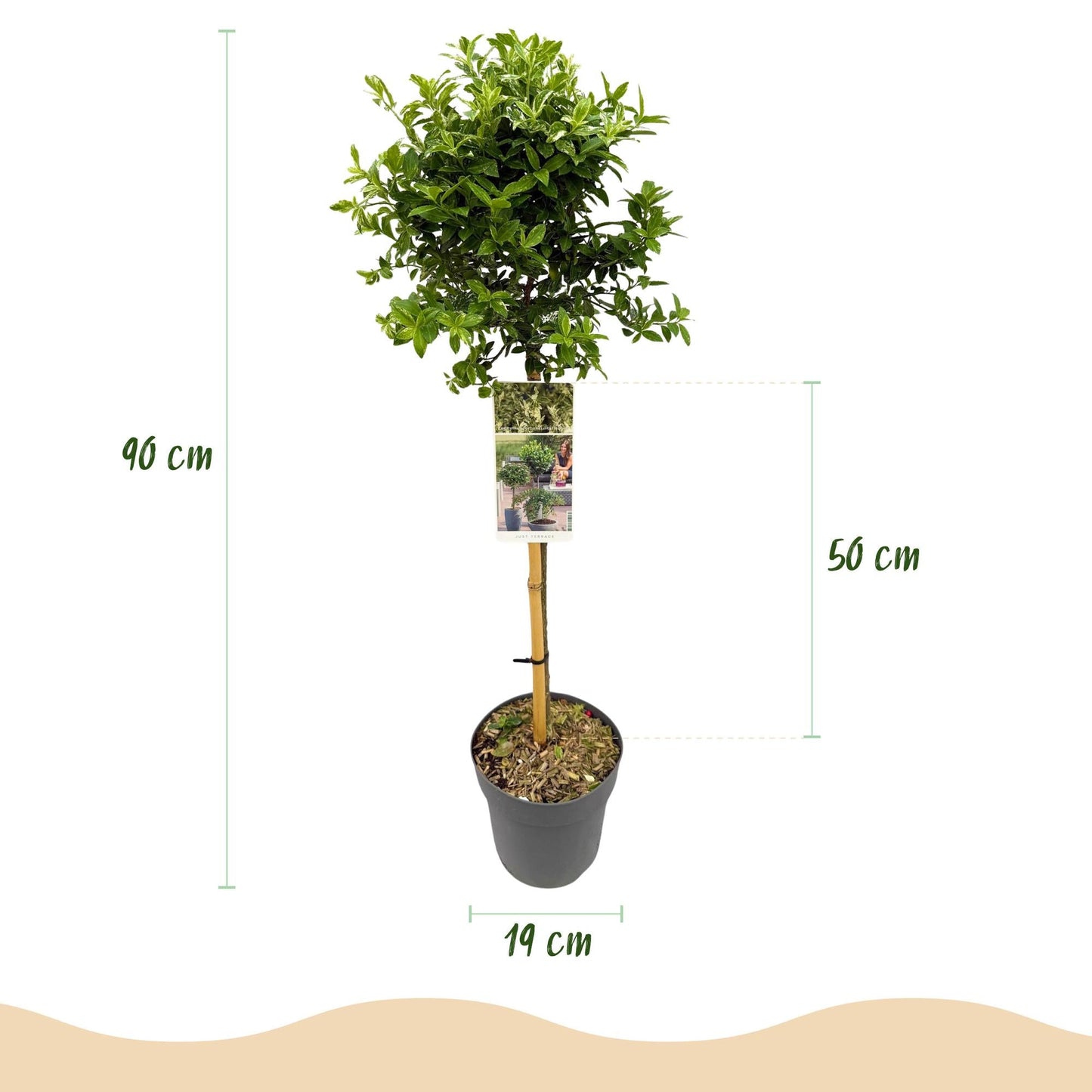 Euonymus fortunei ‘Harlequin’ – Immergrüne Stamm-Pflanze – Terrassen- & Gartenpflanze – pflegeleicht & kompakt – Topf Ø19cm – Höhe ca. 90cm