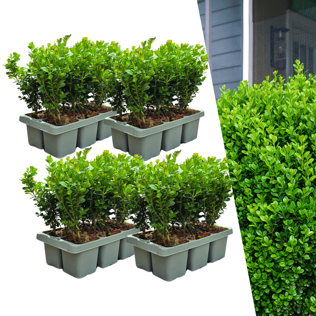 Buchsbaum – Buxus NewGen Freedom – 24 Pflanzen – Ø7 cm Topf – ca. 15 cm hoch – winterhart & pilzresistent – ideal für Hecken & Formschnitt